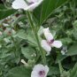 Althaea officinalis/marsh-mallow seeds