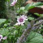 Malva Zebrina French mallow seeds