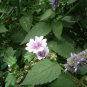 Malva Zebrina French mallow seeds