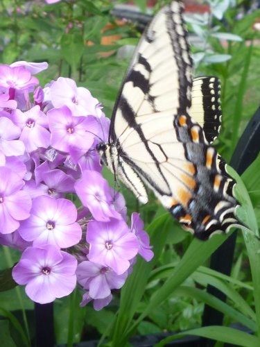 Tall phlox paniculata  mix seeds