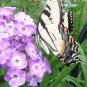 Tall phlox paniculata  mix seeds