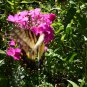 Tall phlox paniculata mix seeds
