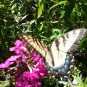 Tall phlox paniculata mix seeds