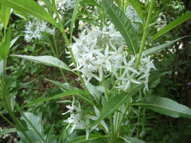 Amsonia Tabernaemontana Blue Star seeds