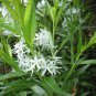 Amsonia Tabernaemontana Blue Star seeds