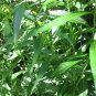 Amsonia Tabernaemontana Blue Star seeds