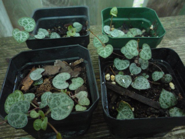 Ceropegia Woodii String of Hearts Rosary vine Plant