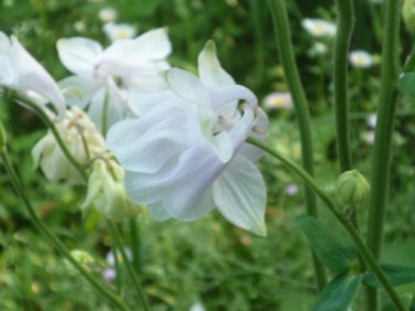 White Columbine seeds
