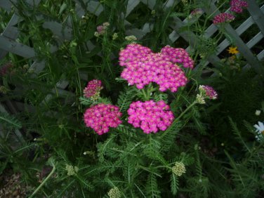 Yarrow Cerise Queen (pink) Archillea seeds