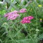 Yarrow Cerise Queen (pink) Archillea seeds