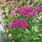 Yarrow Cerise Queen (pink) Archillea seeds