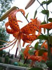 Tiger lily/lilium lancifolium bulbils (100)