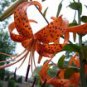 Tiger lily/lilium lancifolium bulbils (100)