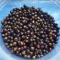 Tiger lily/lilium lancifolium bulbils (100)