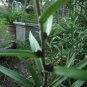 Tiger lily/lilium lancifolium bulbils (100)