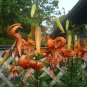 Tiger lily/lilium lancifolium bulbils (100)