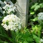 Garlic Chives/ Allium tuberosum plants (3)