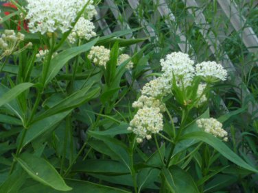 Swamp milkweed/white milkweed asclepias incarnata seeds 100