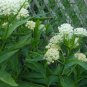 Swamp milkweed/white milkweed asclepias incarnata seeds 100
