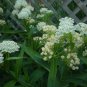 Swamp milkweed/white milkweed asclepias incarnata seeds 100