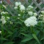 Swamp milkweed/white milkweed asclepias incarnata seeds 100