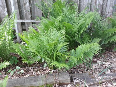 Ostrich Fern bareroot (6)