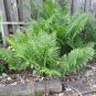 Ostrich Fern bareroot (6)