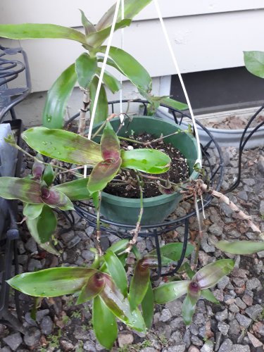Callisia fragrans basket plant 5 cuttings