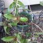 Callisia fragrans basket plant 5 cuttings