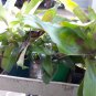 Callisia fragrans basket plant 5 cuttings