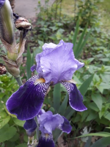 Bearded Iris rhizome (3)