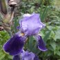 Bearded Iris rhizome (3)