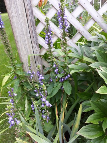 Great Blue Lobelia/Lobelia siphilitica roots (3)