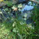 Nodding onion/Allium cernuum roots(8)