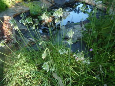 Nodding onion/Allium cernuum roots(8)