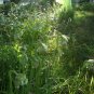 Nodding onion/Allium cernuum roots(8)