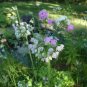Nodding onion/Allium cernuum roots(8)