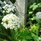 Garlic Chives/Allium tuberosum plants (9)