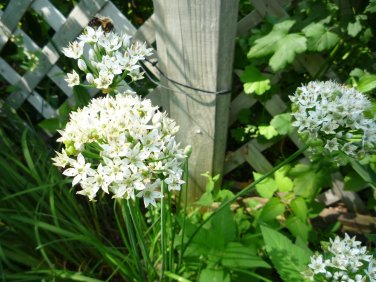 Garlic Chives/Allium tuberosum plants (9)