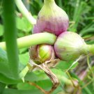 Egyptian walking onion (10)