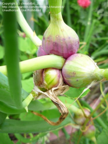 Egyptian walking onion (10)