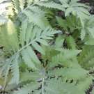 Sensitive fern/Onoclea sensibilis roots (3)