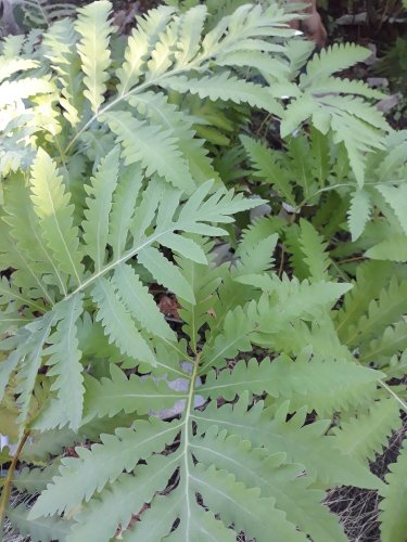 Sensitive fern/Onoclea sensibilis roots (3)