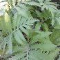 Sensitive fern/Onoclea sensibilis roots (3)