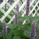 Anise Hyssop/Agastache foeniculum roots(3)