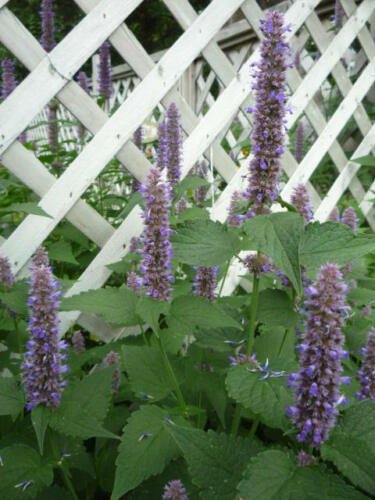 Anise Hyssop/Agastache foeniculum roots(3)