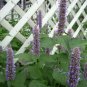 Anise Hyssop/Agastache foeniculum roots(3)