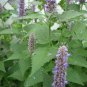 Anise Hyssop/Agastache foeniculum roots(3)