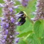 Anise Hyssop/Agastache foeniculum roots(3)