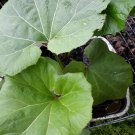 Petasites japonicus giganteus/butterbur/fuki plant
